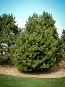 Сосна Чёрная (Pinus Nigra) купить по цене от 270.00р. в интернет-магазине «Посадика» с доставкой почтой в в Кондровое и по всей России – [изображение №1].