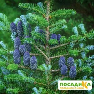 Пихта корейская (Abies koreana) купить по цене от 450.00р. в интернет-магазине «Посадика» с доставкой почтой в в Кондровое и по всей России – [изображение №1].