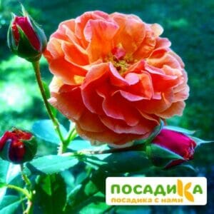 Роза Арабия купить по цене от 350.00р. в интернет-магазине «Посадика» с доставкой почтой в в Кондровое и по всей России – [изображение №1].