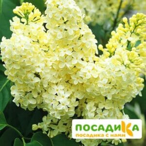 Сирень Примроуз (Primrose) купить по цене от 529.00р. в интернет-магазине «Посадика» с доставкой почтой в в Кондровое и по всей России – [изображение №1].