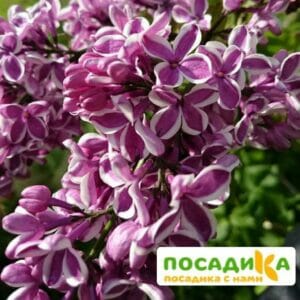 Сирень Сенсация купить по цене от 529.00р. в интернет-магазине «Посадика» с доставкой почтой в в Кондровое и по всей России – [изображение №1].