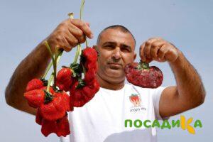 Клубника Гигант Джорнея купить по цене от 266р. в интернет-магазине «Посадика» с доставкой почтой в в Кондровое и по всей России – [изображение №1].