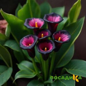 Калла Аура Лейс купить по цене от 400р. в интернет-магазине «Посадика» с доставкой почтой в в Кондровое и по всей России – [изображение №1].