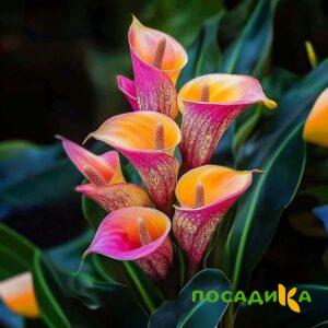 Калла Оникс купить по цене от 450р. в интернет-магазине «Посадика» с доставкой почтой в в Кондровое и по всей России – [изображение №1].