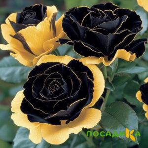 Роза Ханни Сикл купить по цене от 700р. в интернет-магазине «Посадика» с доставкой почтой в в Кондровое и по всей России – [изображение №1].