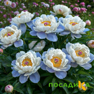 Пион акварельный Этюд купить по цене от 806р. в интернет-магазине «Посадика» с доставкой почтой в в Кондровое и по всей России – [изображение №1].