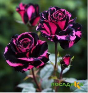 Роза Багровый Шепот купить по цене от 366р. в интернет-магазине «Посадика» с доставкой почтой в в Кондровое и по всей России – [изображение №1].