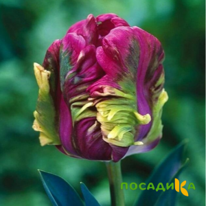 Тюльпан Экзотик Хэвен купить по цене от 186р. в интернет-магазине «Посадика» с доставкой почтой в в Кондровое и по всей России – [изображение №1].