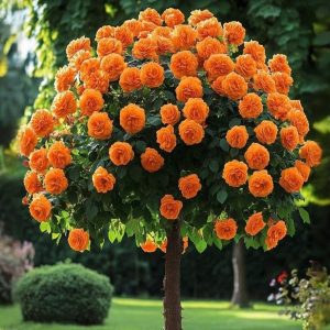 Роза Солнечный Шарм купить по цене от 349р. в интернет-магазине «Посадика» с доставкой почтой в в Кондровое и по всей России – [изображение №1].