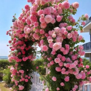 Роза Пастель Розе купить по цене от 605р. в интернет-магазине «Посадика» с доставкой почтой в в Кондровое и по всей России – [изображение №1].